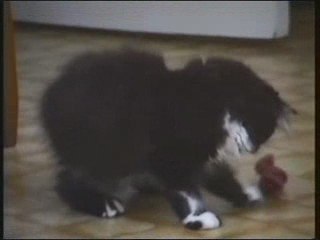 CHATON PERSAN et sa Souris