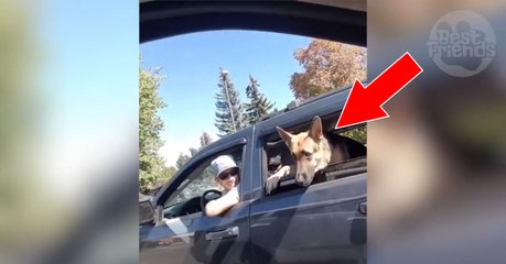 A bord de leur voiture respective, ces deux chiens ont une  discussion très animée