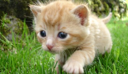 11 septembre 2001 : l'émouvante histoire de Claudio, sauvé par son chat