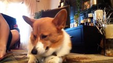 Ascended Dogs and Cats