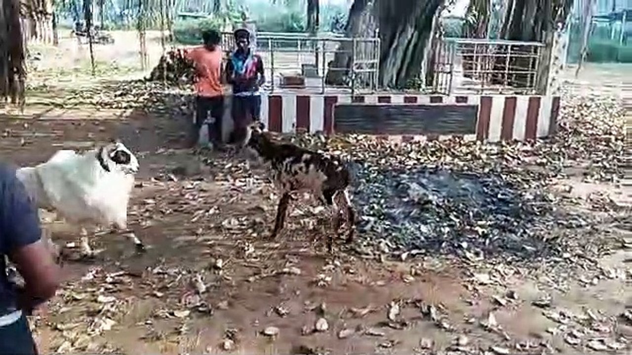 Yettaya puram kutty sandai