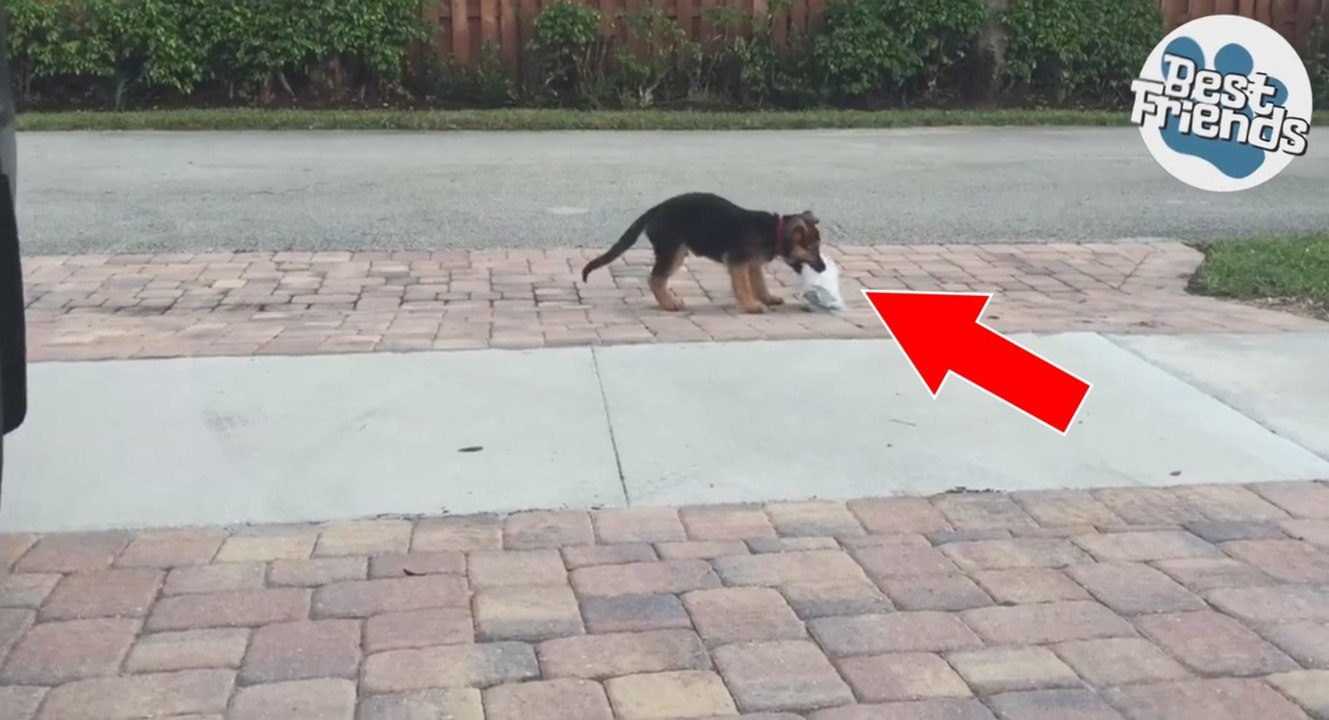 Ce jeune chien rapporte le journal à ses maîtres de la façon la plus adorable qui soit