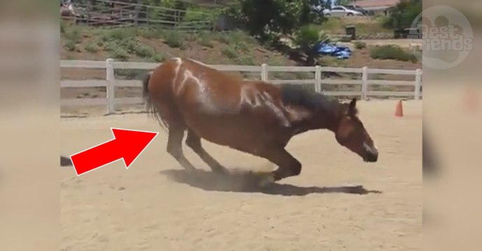 Ce cheval avait besoin de lâcher ses gaz et ne peut plus s'arrêter de péter !