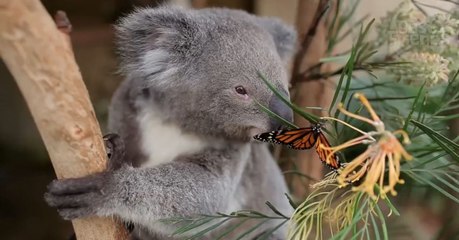 Découvrez la jolie séance photo d'Imogen le koala avec un papillon