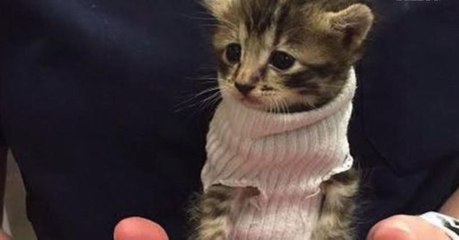 Ce chaton en pull-chaussette a été trouvé pendant l'ouragan Matthew