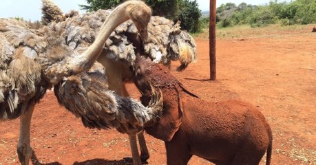 Cette autruche se prend pour un éléphant !