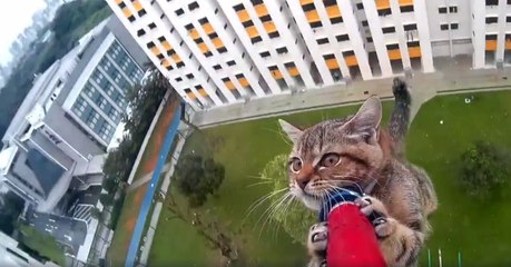 Ce chat s'est retrouvé piégé sur la corniche d'un immeuble, au 12ème étage...