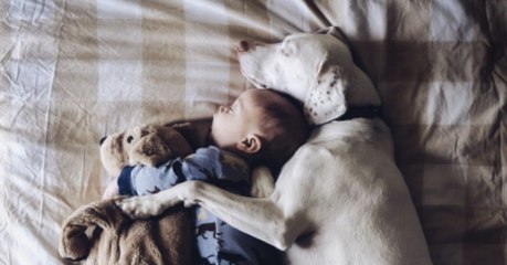 Cette chienne maltraitée a pris le bébé de sa nouvelle famille sous son aile