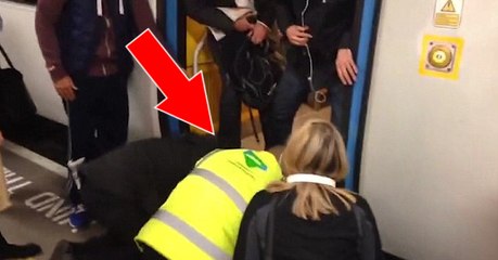 Un chien s'est retrouvé coincé sur les rails dans un métro londonien