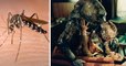 Les insectes peuvent-ils devenir géants comme dans les films ? Les scientifiques répondent enfin !