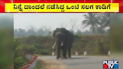 Mysuru: ಜನರಲ್ಲಿ ಆತಂಕ ಸೃಷ್ಟಿಸಿದ್ದ ಒಂಟಿ ಸಲಗ ಮರಳಿ ಕಾಡಿಗೆ..! | Public TV