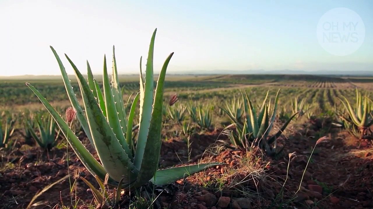 Bien-être : 7 façons d'incorporer de l'Aloé Vera dans sa routine beauté