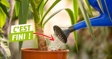 Vous n'avez plus besoin d'arroser vos plantes grâce à cette astuce toute simple !