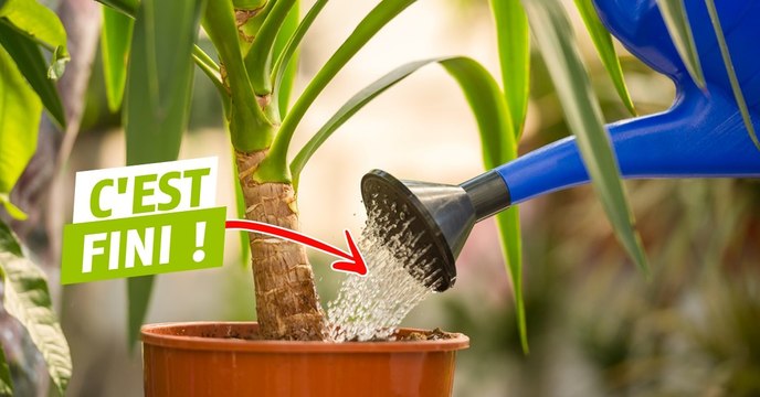 Vous n'avez plus besoin d'arroser vos plantes grâce à cette astuce toute simple !