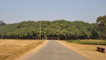 Banian de Howrah (Inde) : vieux de 250 ans, voici l'arbre le plus vaste au monde