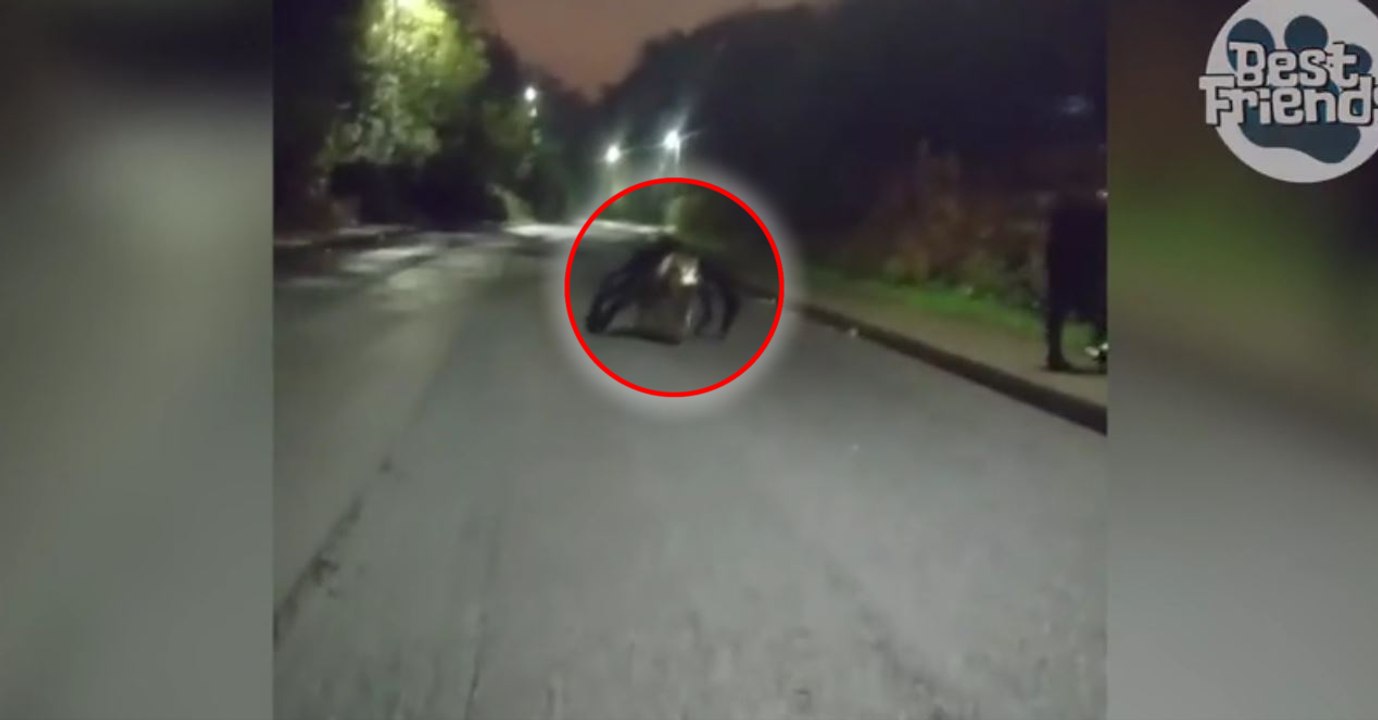 Ce chien s'est déguisé en araignée pour Halloween !