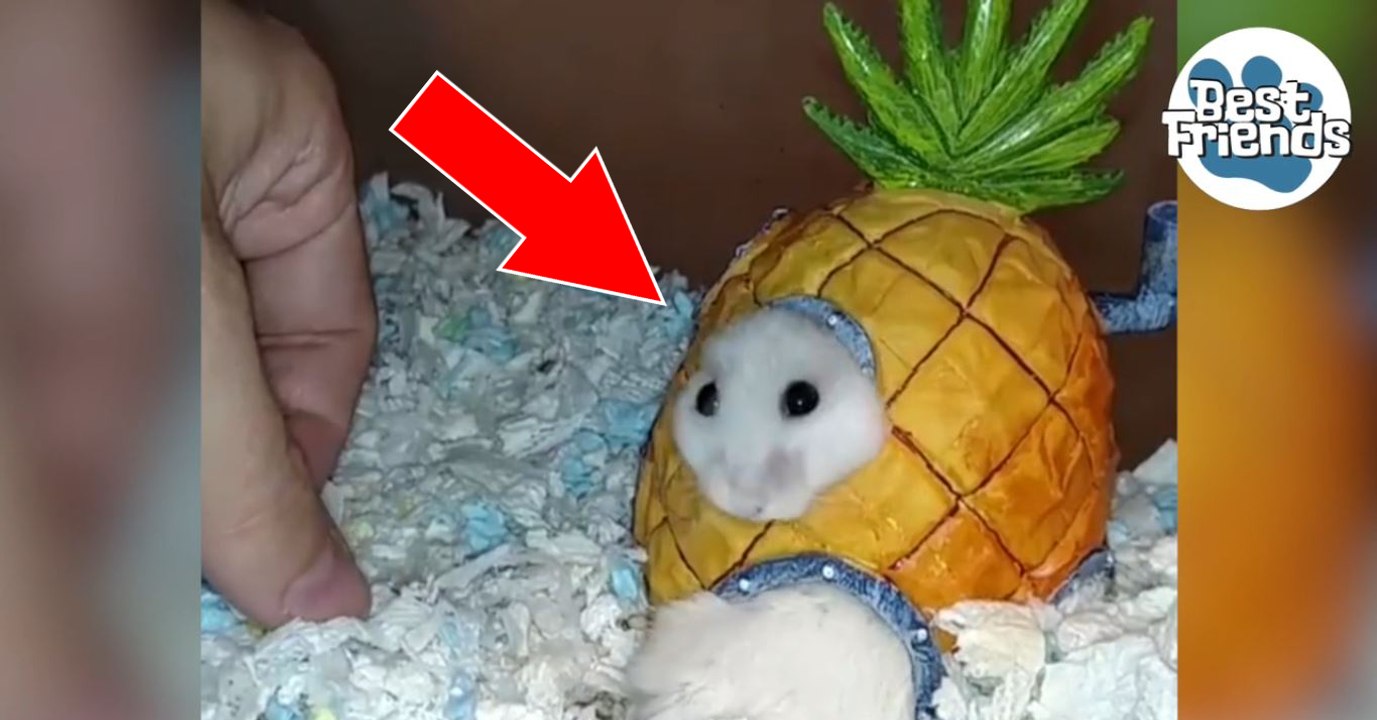 Cette maison ananas contient plus d'un hamster !