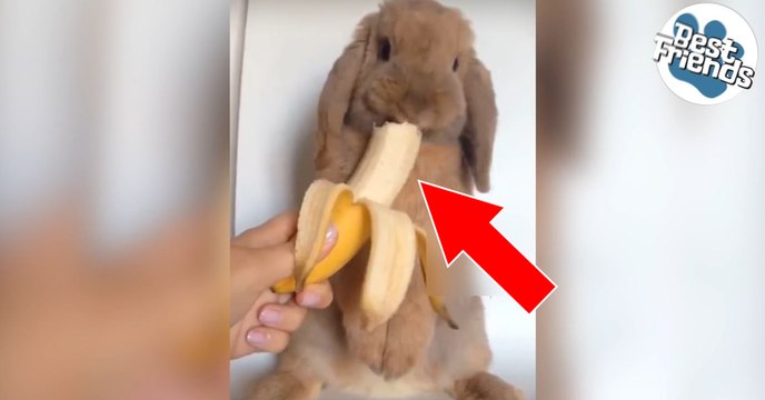 Ce lapin est vraiment trop mignon quand il mange sa banane. Regardez !