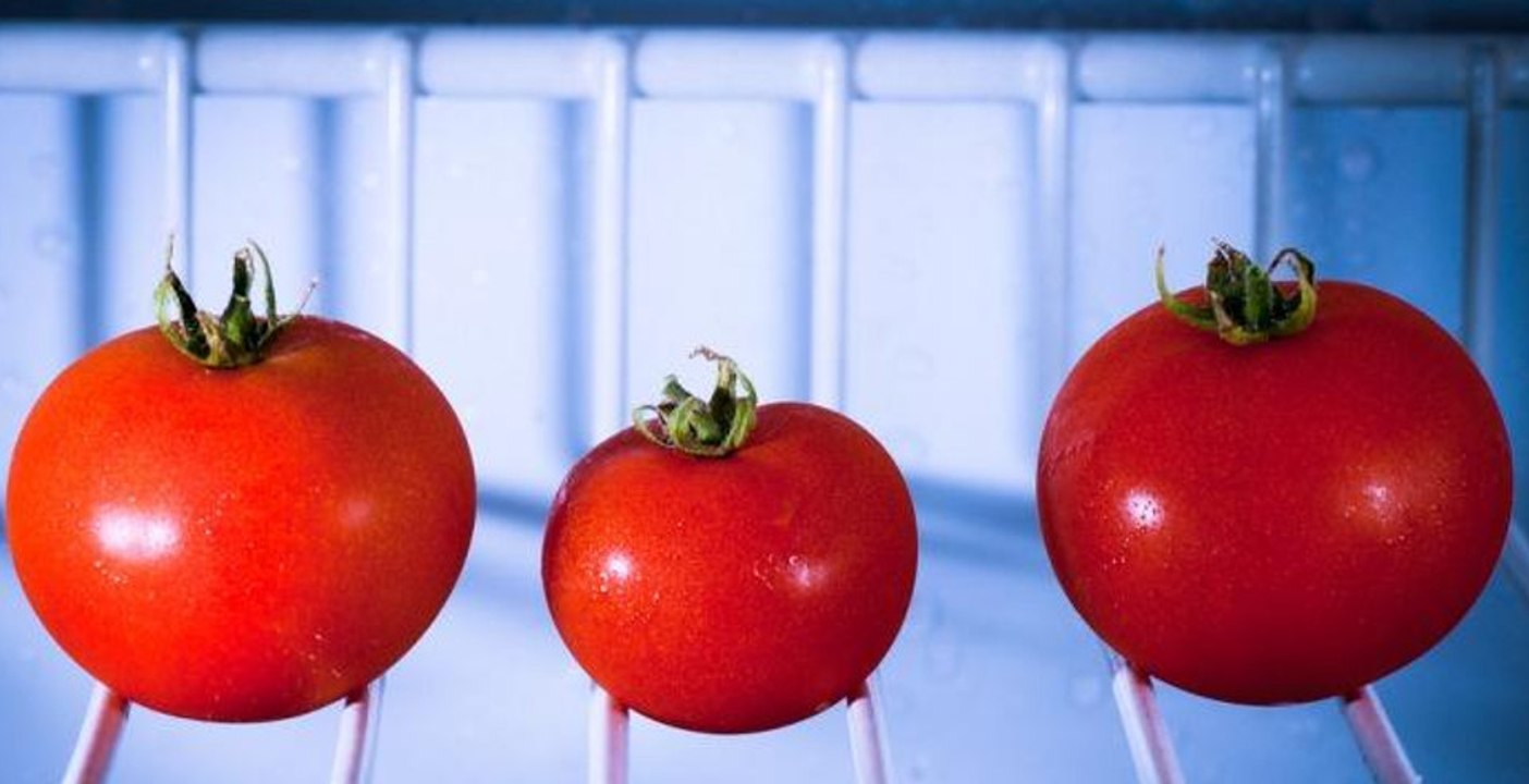 Voilà pourquoi il ne faut jamais mettre vos tomates dans le frigo ! Vidéo Dailymotion