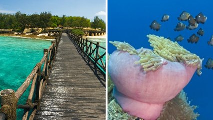 Tanzanie : envolez-vous pour l'île de Mafia, le secret le mieux gardé de l'Océan Indien