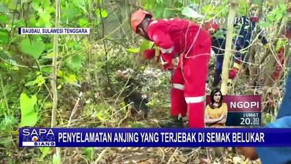 Télécharger la video: Petugas Damkar Kota Baubau Selamatkan Seekor Anjing yang Terjebak di Semak Belukar