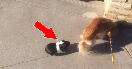 Cette femme ne sort jamais se promener sans son chien... et son cochon d'Inde !