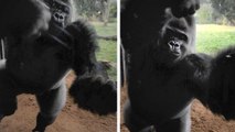 Kumbuka : ce gorille s'échappe du parc zoologique de Londres. Sa première réaction ?