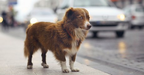 Un Gardois vient de créer une application pour retrouver les animaux perdus