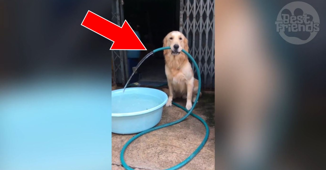Ce labrador utilise le tuyau d'arrosage pour remplir sa bassine d'eau lui-même