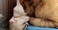 Un rat et un chat sont devenus les meilleurs amis du monde