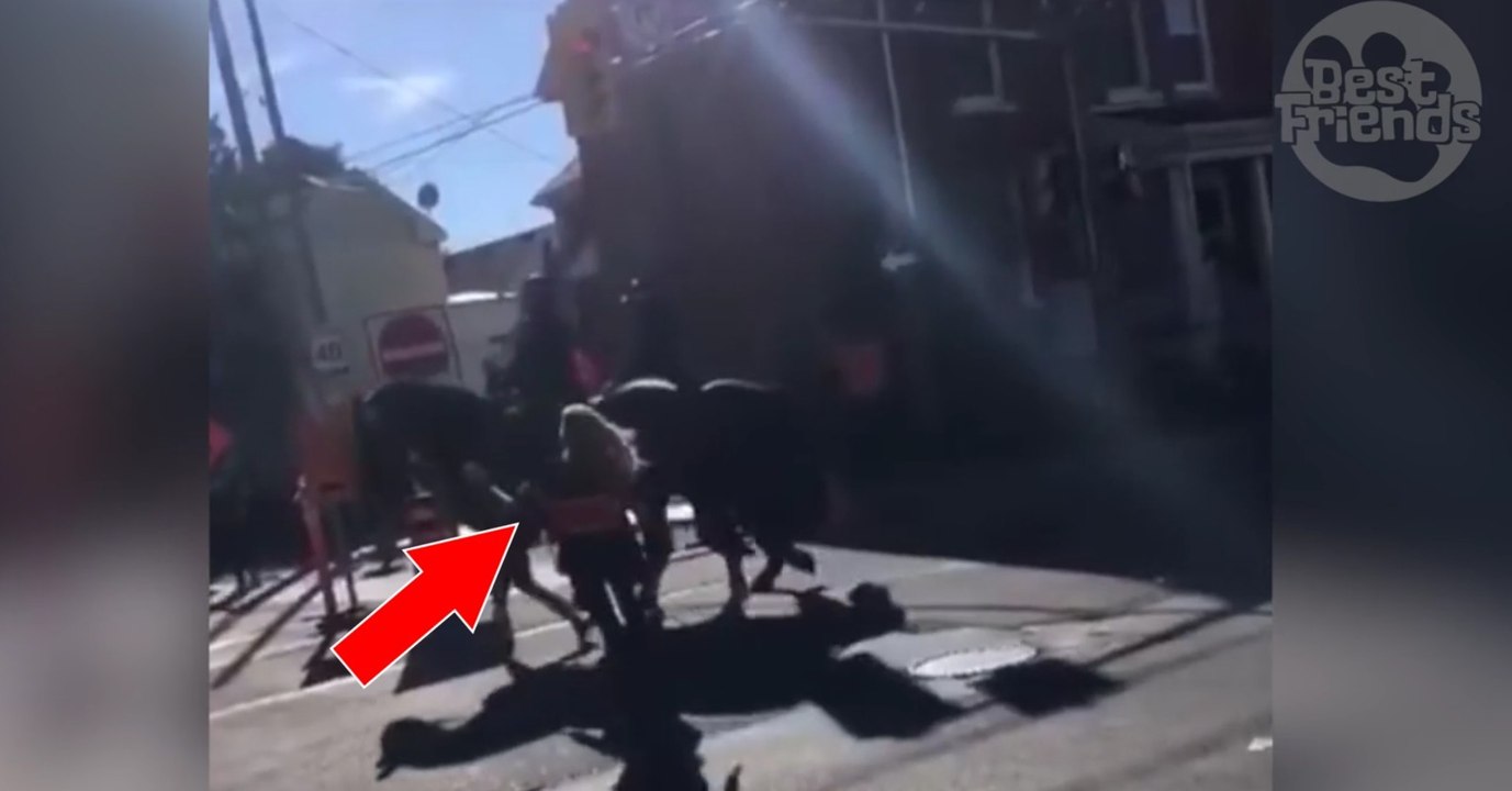 Une femme s'attaque à un cheval de police, mais elle va très vite le regretter