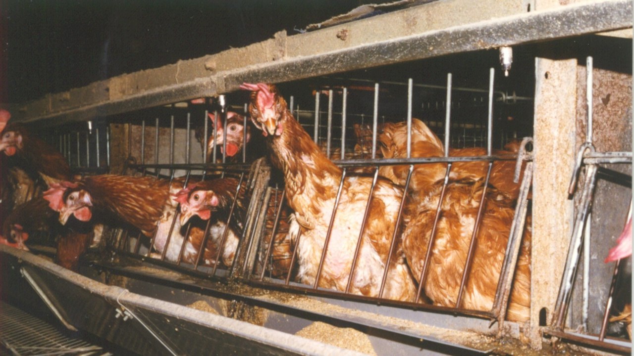 Elevage : Voilà à quoi ressemble réellement l'élevage des poules en batterie !