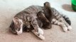 Après avoir perdu ses petits, cette chatte inconsolable a adopté 3 nouveaux bébés abandonnés