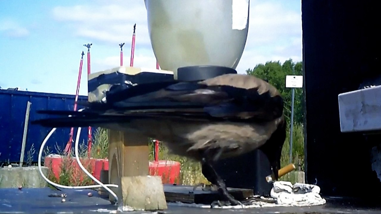 Wild crows trained to pick up cigarette butts in Swedish street cleaning project