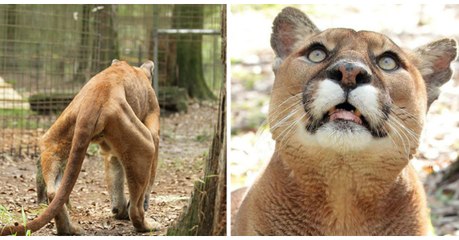 Ce puma maltraité peut à nouveau marcher depuis qu'il a quitté son zoo