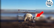 La vidéo d'un ours polaire qui s'amuse avec un chien perturbe la toile