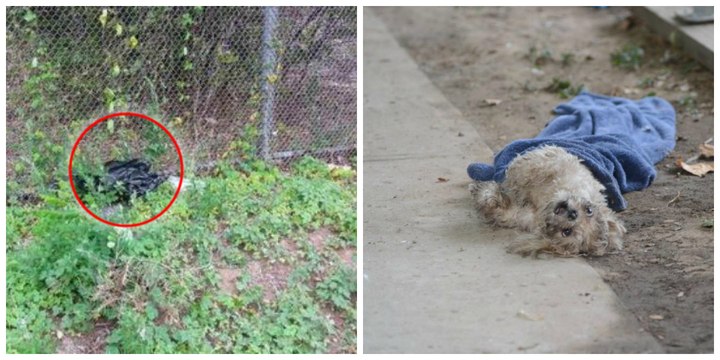 Une femme se débarrasse de son chien en le jetant dans un sac par la vitre de sa voiture