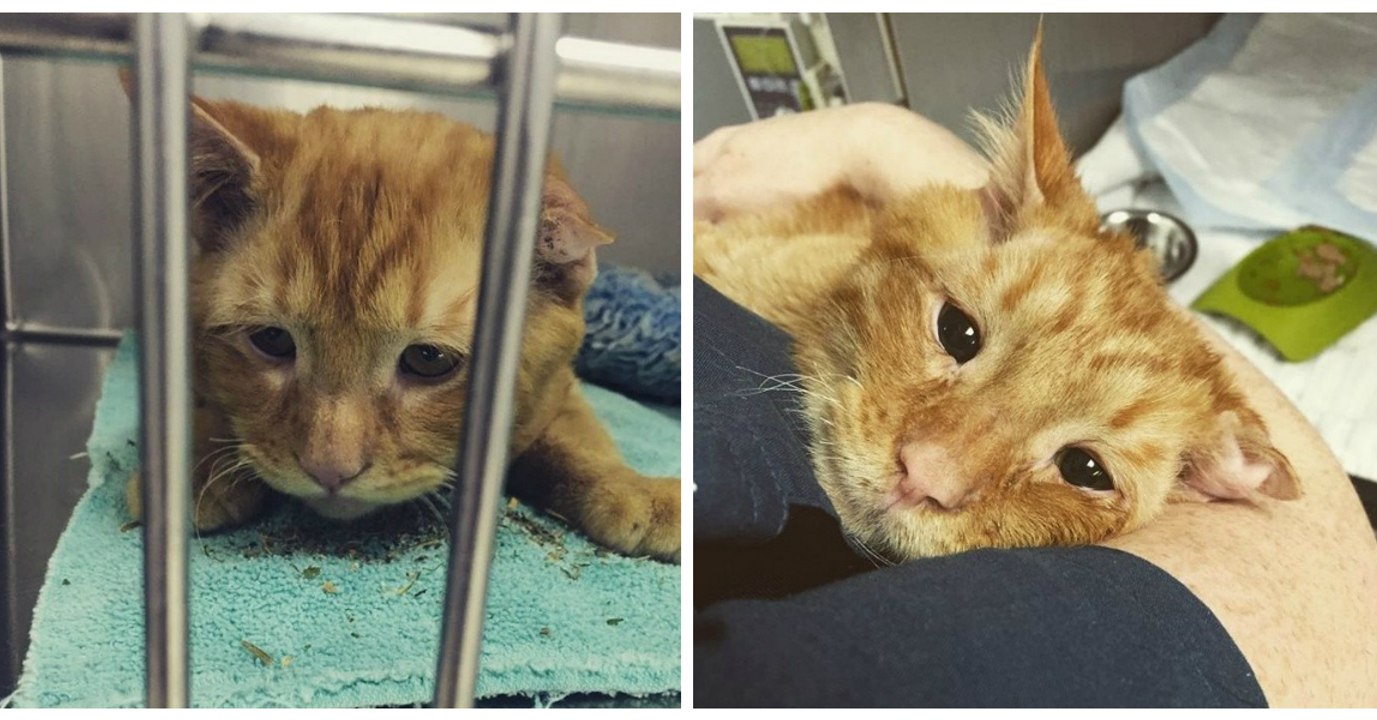 Ce chat était le plus triste du monde et attendait la mort, jusqu'à ce qu'une femme change sa vie