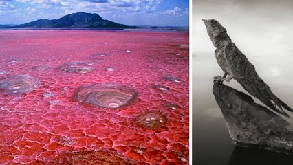 Lac Natron (Tanzanie) : le lac qui transforme les oiseaux en statue de pierre