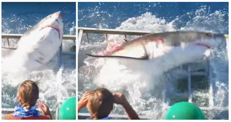 Ce nageur reste coincé dans une cage avec un énorme requin blanc