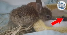 Un bébé lapin et un petit oiseau orphelins se réchauffent avec un gros câlin