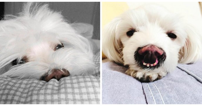 Cette chienne handicapée et aux crocs malformés à été abandonnée à cause de son apparence