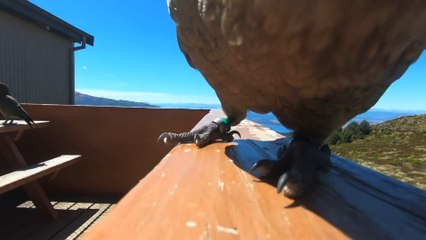 Yeni Zelanda'da kleptoman bir papağan kamerayı çalarak havalandı