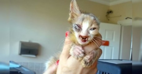 Cette petite chatte défigurée a été sauvée par une fillette de 7 ans dans une rue d'Istanbul