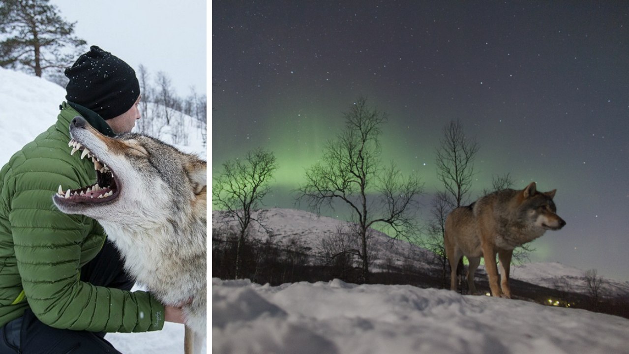 Polar Park (Norvège) : une expérience unique en dormant avec des loups sauvages
