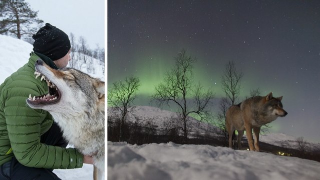 Polar Park (Norvège) : une expérience unique en dormant avec des loups sauvages