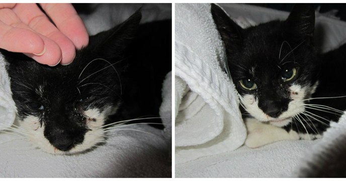 Cette chatte maltraitée s'est accrochée à la vie pour donner naissance à son unique chaton