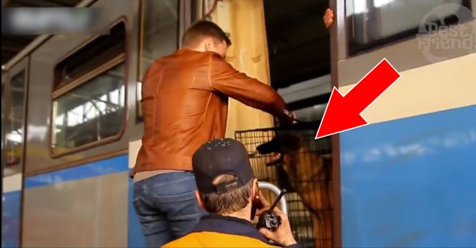 En Russie, cette chienne a donné naissance à 9 chiots dans le métro !
