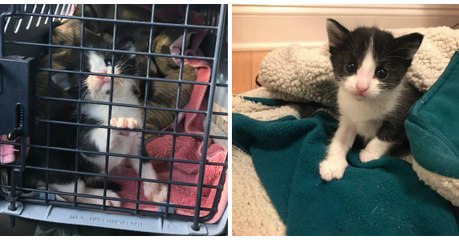 Ce chaton sauvé de la fourrière a trouvé une adorable chienne comme nouvelle maman