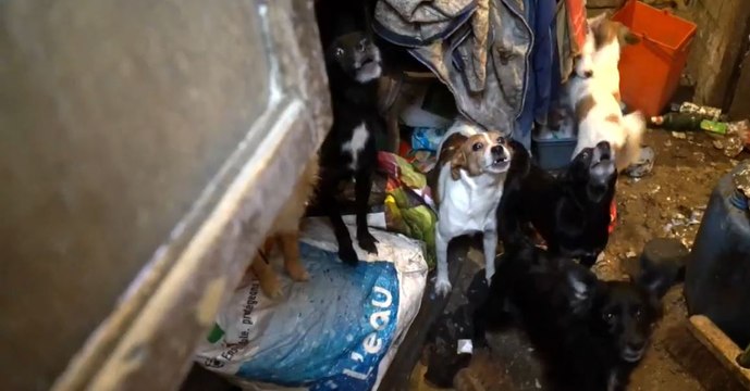 30 Millions d'Amis: 89 animaux maltraités et enfermés dans 10m² finalement libérés par l'association
